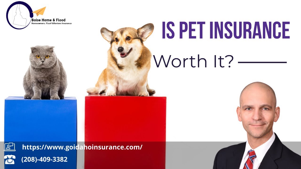 Boise Health & Life Insurance Agency | How Important Is Pet Insurance To A Pet Owner
