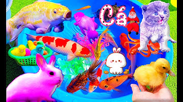Khám Phá Thế Giới Các Con Vật Dễ Thương, Con Cá, Con Mèo, Cua Rùa, Cá Koi, Cá Vàng, Vịt Con