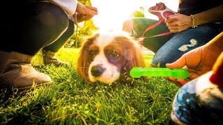 How to Groom Your Cavalier King Charles Spaniel s Tail and Nails