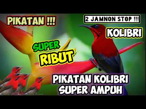 Super Ampuh Pikatan Kolibri Jos Banget Dijapri Pasti Nyantol
