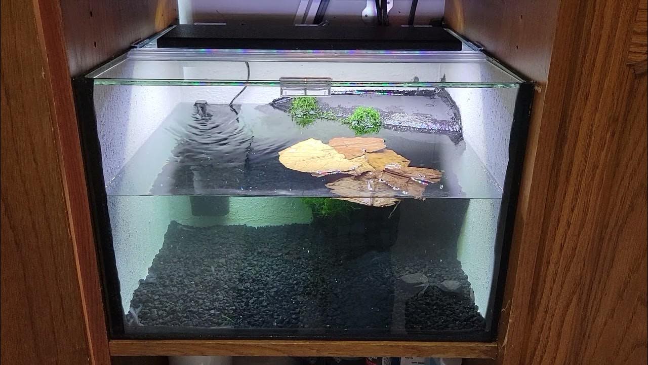 Tadpole tank filled. YouTube
