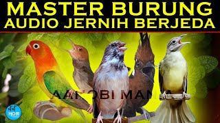 Master Burung Audio Jernih Lovebird Prenjak Blackthroat Cililin Katem Berjeda