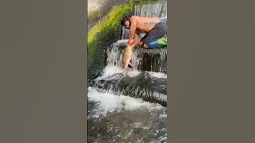 Cá Lớn - bắt được Cá Chép To Khủng ở đập nước 🤩 #khacthuyvlogg