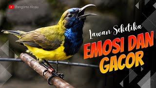 Seketika Pancingan Sogon Bikin Emosi Lawan | Tembakan Rapat, Panas Auto Balas Gacor #pancingansogon 