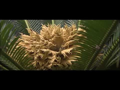 النباتات مغط اة البذور ومعر ات البذور أحياء3