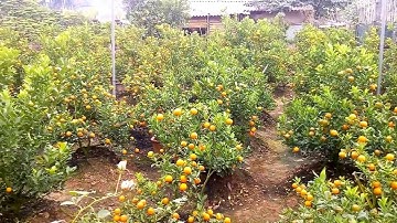 Vườn quất cảnh, quất chum, quất thế, quất cần thăng tại Famici Xuân 2020 Tết Canh Tý