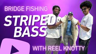 Bridge Fishing Striped Bass on Light Tackle
