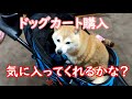 【柴犬チャコちゃん・トイプードル モモちゃん】とうとうドッグカートを買ってしまった！ワンコ達の反応は？