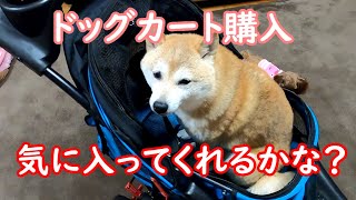 【柴犬チャコちゃん・トイプードル モモちゃん】とうとうドッグカートを買ってしまった！ワンコ達の反応は？