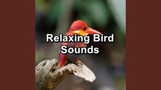 Relaxing Bird Sounds For Concentration To Loop for 10 Hours