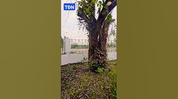 Cây không nên trồng trong công sở #tamdaonui
