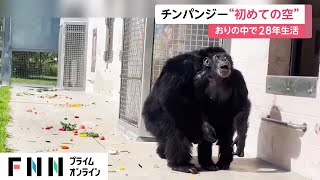 チンパンジー“初めての空”　おりの中で28年生活
