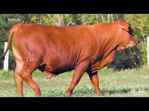 LOTE 35 - ZT 7134