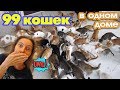 99 КОШЕК в доме | Обед в приюте для кошек в Нячанге, Вьетнам