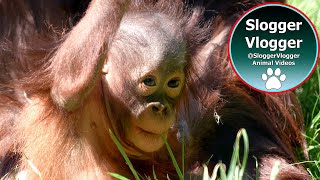 Rough Play, Tender Heart - Sprouts Playtime Takes A Surprising Turn