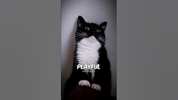 Tuxedo Cats are loved everywhere, Here