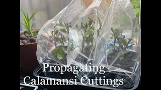 Propagating Calamansi Cuttings