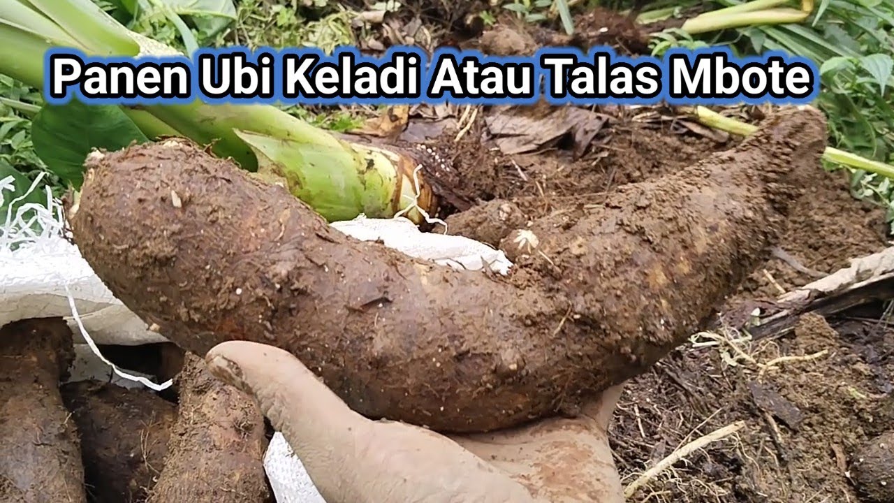 Panen ubi keladi || talas mbote atau bosel