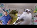 Mostafa Allali.تربية الكناري est en direct !