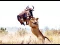 Lion Attack Compilation #HD