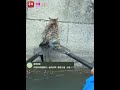 暖心一幕!苏州一龙舟队在训练时遇落水小猫,用多块桨板合力托举送其上岸。#趣中国