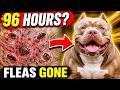 Fleas And Ticks Gone In 96 Hours!