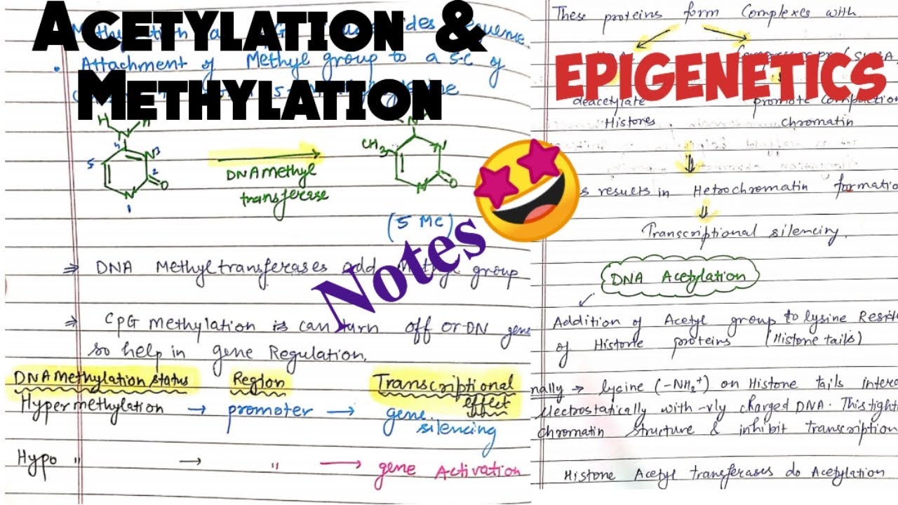 DNA Methylation||Epigenetics ||Histone Acetylation||#molecular_biology #notes 🤩