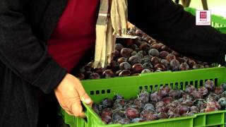 Genuss Region Österreich -  Bauernmarkt Lendplatz