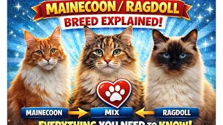 Mainecoon x RagDoll Mix: The Ultimate gentle giant ? 
