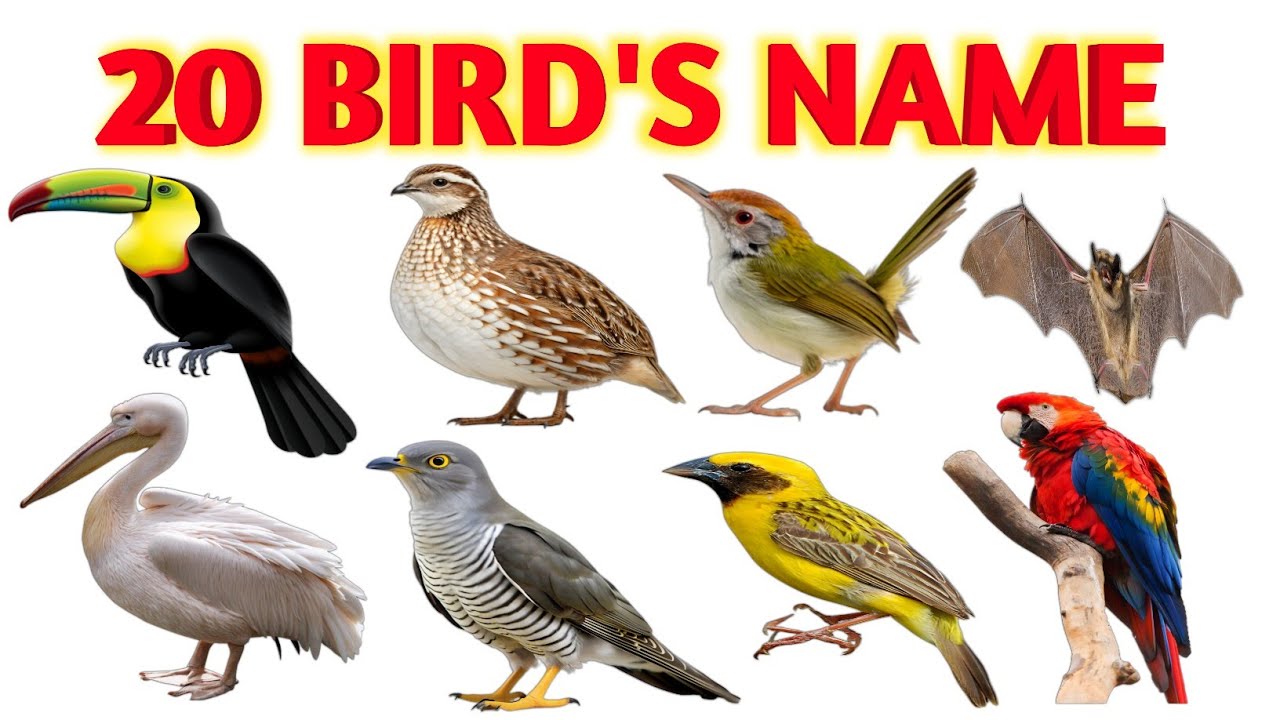उड़ने वाले, न उड़ने वाले और अनोखे पक्षी के नाम | Kids Learning Birds Name” 🕊️🌈