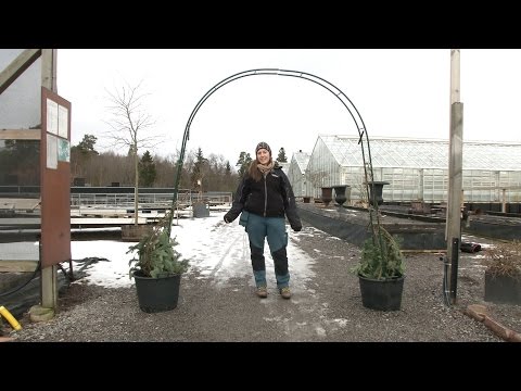 Video: Hur Man Odlar Ett Pengarträd Hemma