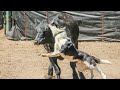 Zane loading a set of Corriente cows