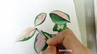 Hoya watercolor painting(soomong)