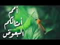 الوثائقي الإسلامي الأكثر انتشارا أمم أمثالكم البعوض 