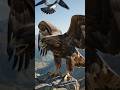 Golden Eagle vs Falcon: Who Rules the Sky?/wildlife documentary 4k