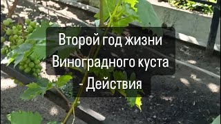 Второй год жизни винограда - основные действия