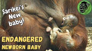 Sarikei Cradles Her Newborn Baby Orangutan
