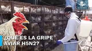 Esto es lo que debes saber sobre la gripe aviar H5N2