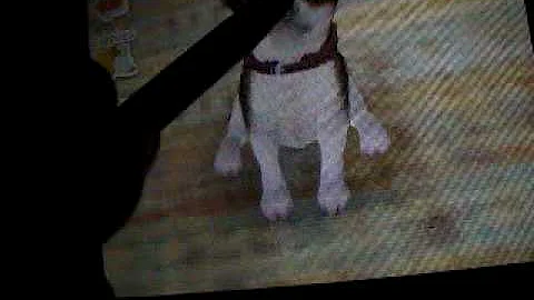 Nintendogs Help and Advice: Basic Trick:Roll Over 2