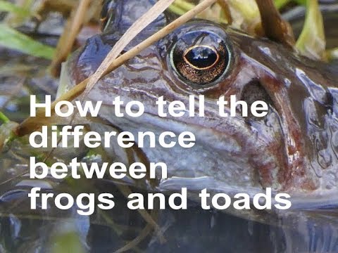 How To Tell The Difference Between Frogs & Toads - YouTube