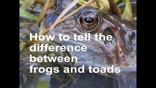 How To Tell The Difference Between Frogs & Toads