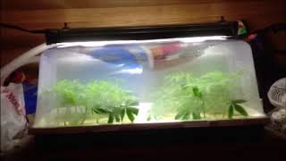 Grow Boss Customer Testimonial Chazzy Part 3