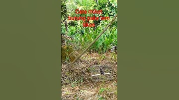 Ini lah !!! Cara mikat burung Kacer pake lem tikus #burung