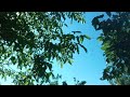 Yeni Bir Alay Kuş Sürüsü Geldi