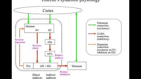 L9 6 BasalGangliaEffectsOfDamage&ActivityDuringLearning