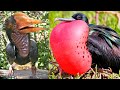 The RAREST BIRDS In The World - Part 2