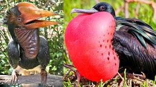 The RAREST BIRDS In The World  Part 2