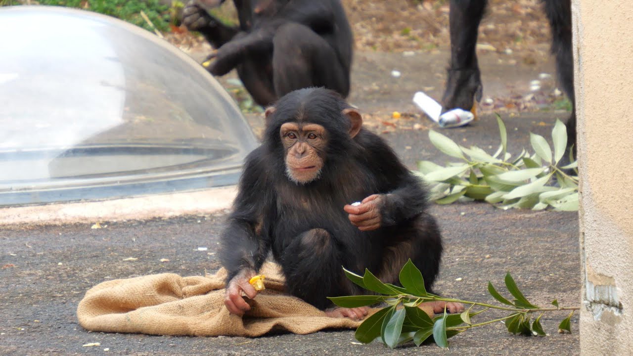 チヨちゃんおやつ食べ放題　かみね動物園　チンパンジー　202402