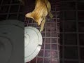 ONE LIKE FOR STREET CAT'S #, #cat #reels