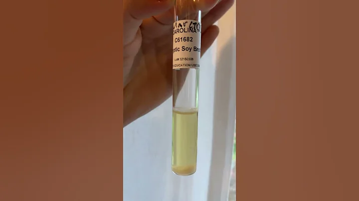 S. marcenses tryptic soy broth post 48 hours.